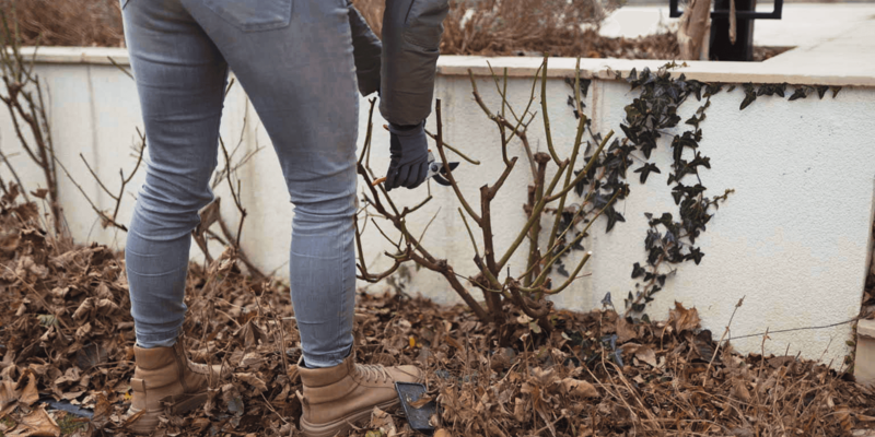 Rosen richtig schneiden Anleitung für alle Rosenarten Starkl